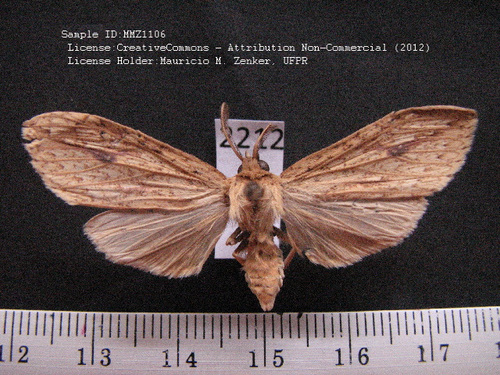 Leucanopsis daltoni