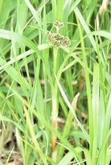 Scirpus pallidus