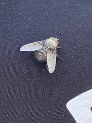 Tachinidae
