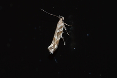 Aristotelia fungivorella