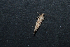 Aristotelia fungivorella