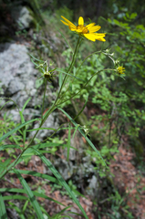 Verbesina longifolia