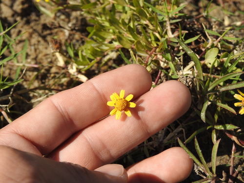 Image of Acmella pusilla by (c) Eduardo Luis Beltrocco, some rights reserved (CC BY)