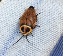 Ellipsidion reticulatum