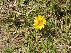 Grindelia scorzonerifolia