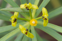Crematogaster alluaudi