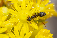 Camponotus feae