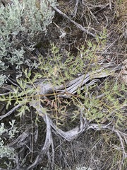 Lomatium dissectum