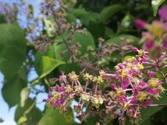 Mascagnia divaricata