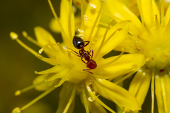 Crematogaster alluaudi