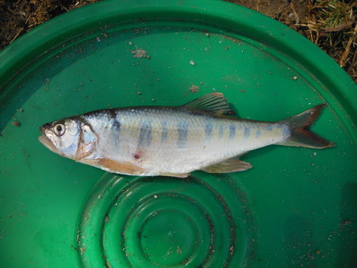 Moore's minnow (Raiamas moorii) — Cyprinidae — 3