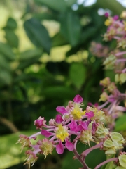 Mascagnia divaricata