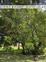 Kigelia africana