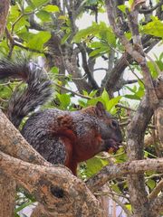 Sciurus aureogaster