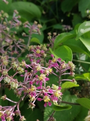 Mascagnia divaricata