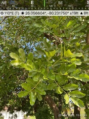 Kigelia africana