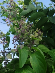 Mascagnia divaricata