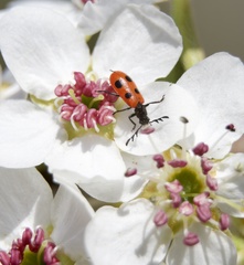 Pelonides quadripunctata