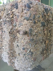 Bassaniana utahensis
