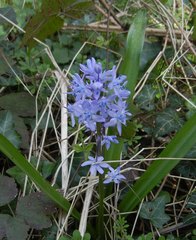 Scilla bithynica