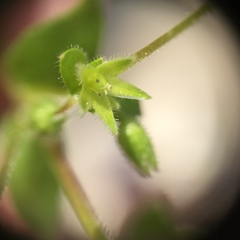 Stellaria apetala