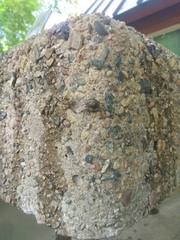 Bassaniana utahensis