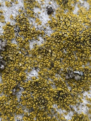 Flavoplaca flavocitrina