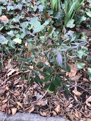 Cucumber mosaic virus