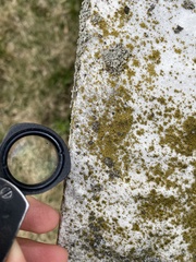 Flavoplaca flavocitrina