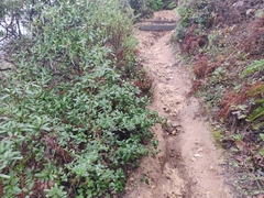Ceanothus thyrsiflorus thyrsiflorus