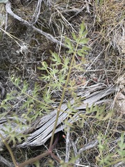 Lomatium dissectum