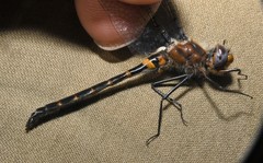 Helocordulia selysii