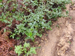 Ceanothus thyrsiflorus thyrsiflorus