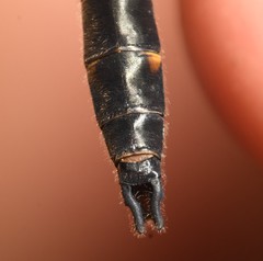 Helocordulia selysii