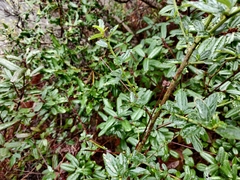 Ceanothus thyrsiflorus thyrsiflorus