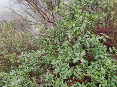 Ceanothus thyrsiflorus thyrsiflorus