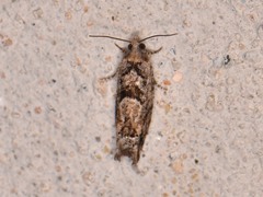 Pseudexentera hodsoni