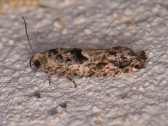 Pseudexentera hodsoni