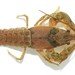 Virile Crayfish - Photo (c) Emilio Concari, some rights reserved (CC BY-NC), uploaded by Emilio Concari
