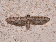 Eupithecia bolterii