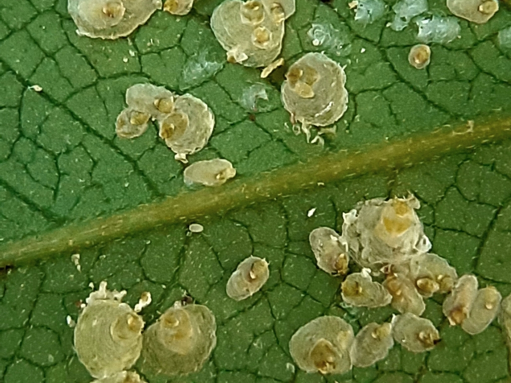 Pseudoparlatoria