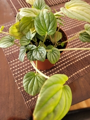 Peperomia caperata
