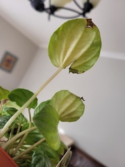 Peperomia caperata