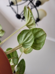 Peperomia caperata