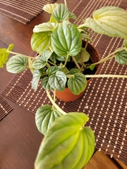 Peperomia caperata