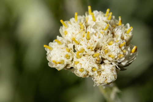 Handsome pussytoes (Antennaria anaphaloides)