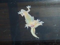 Hemidactylus platyurus