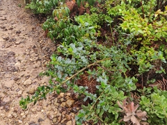 Ceanothus thyrsiflorus thyrsiflorus