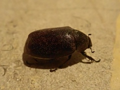 Leucopholis staudingeri