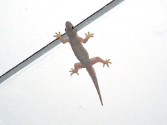 Hemidactylus platyurus